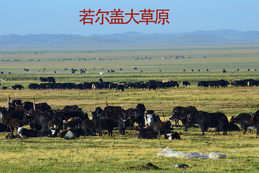 若尔盖大草原;.成都到西宁自驾游路线.jpg